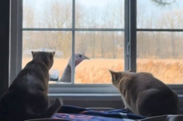 窓辺の愛猫たち「ちょ、こいついったい何？」と、予期せぬ訪問者の登場に釘付けになる