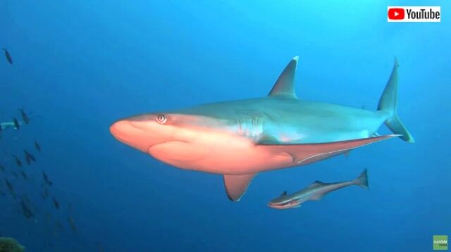 largeshark0_640