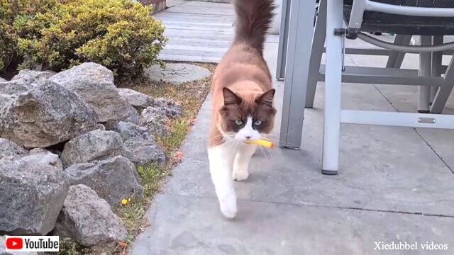 catfetch0_640
