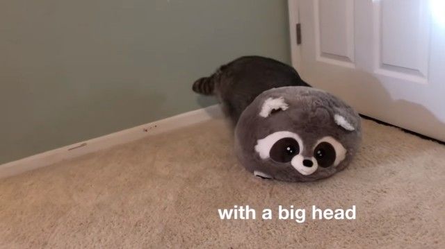 raccoonpillow6_e