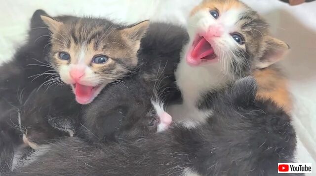 cutestkittens6_640