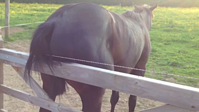 electricfencehorse0