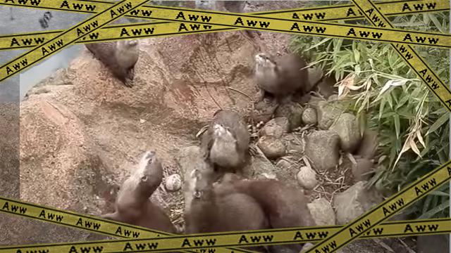 otter6 [www-frame