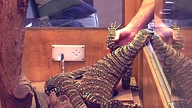 monitorlizard6