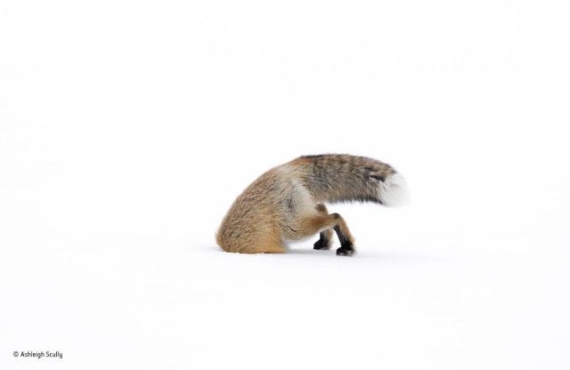 wildlife-photographer-of-the-year-2017-73