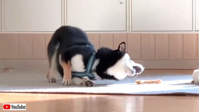 maxndoggos1_640