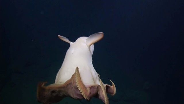 umbrellaoctopus5_e