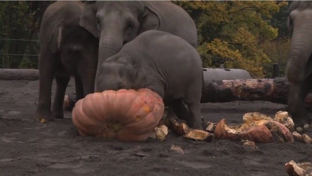 elephantnpumpkin2_e