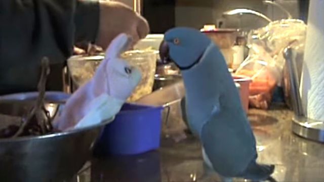 parrotlovesbunny3