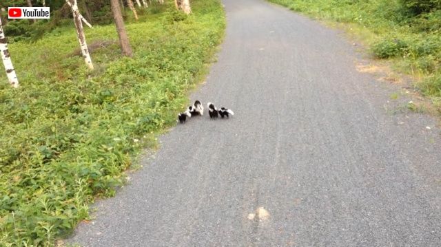skunks5_batch