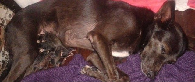dog-adopts-opossums-baby-orphans-stephanie-maldonado-22_e
