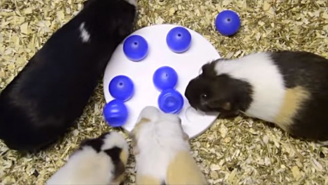 guineapigolympics6