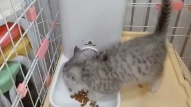 これぞ猫まっしぐら。カリカリご飯の音を聞いて猛ダッシュで走り寄ってくる子猫