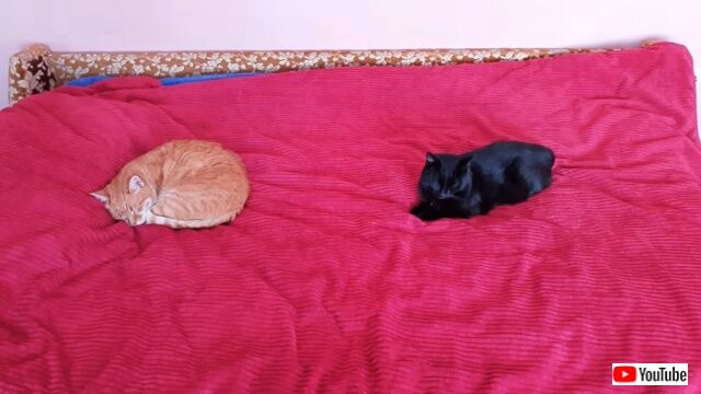 catsrbestfriends2_640