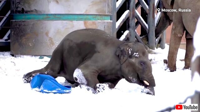 elephantsinsnow2_640