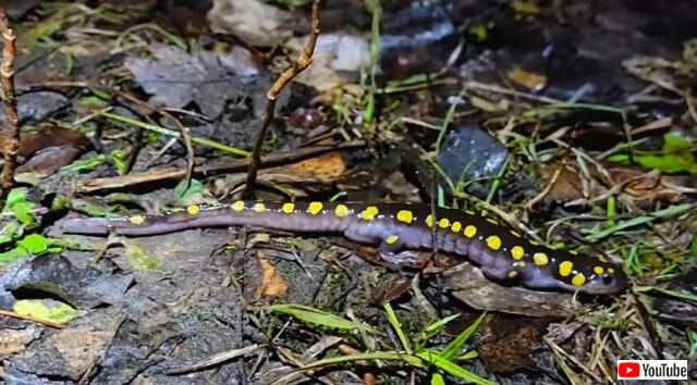 黒いボディに黄色いスポット。クールな姿でペットとしても人気のキボシ