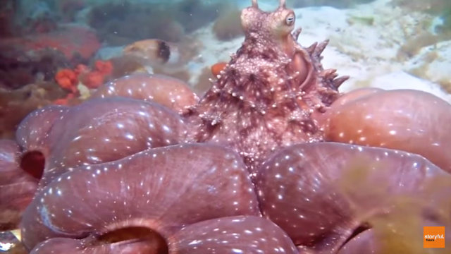 octopus1