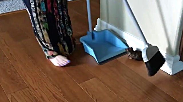 kitten1