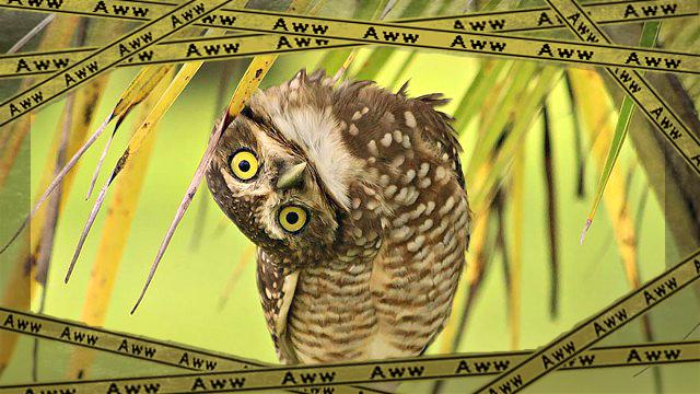 owl-photography-6__880_ea-frame