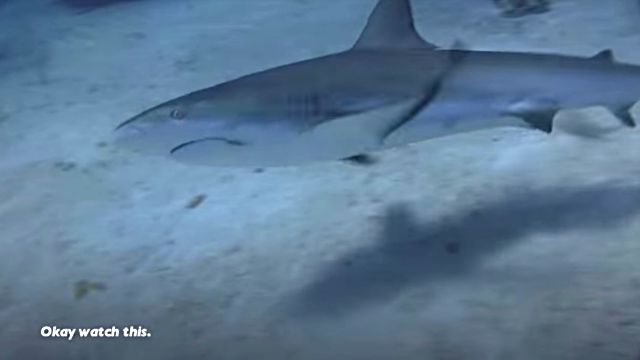 dolphinshark11