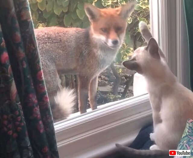 foxncat4_640