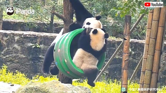 pandatrainswrestling0_640
