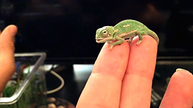 chameleonbaby2