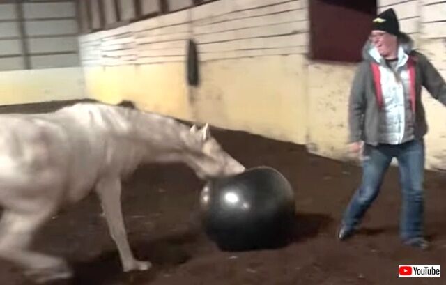 horsenball4_640