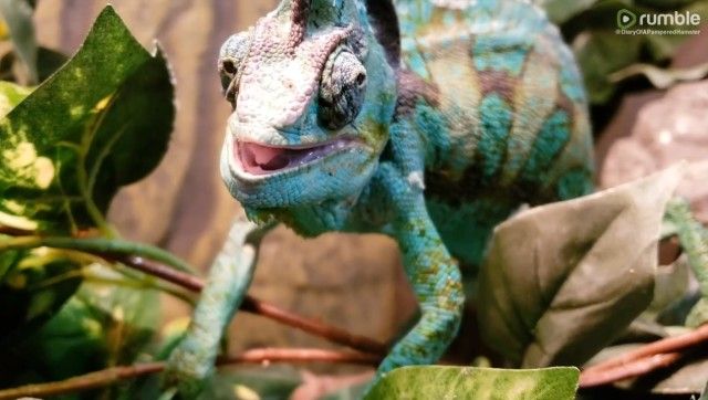 chameleon2_e