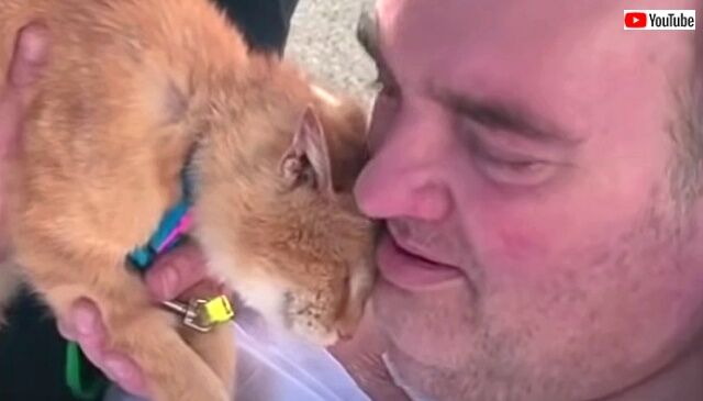 emotionalcats1_640