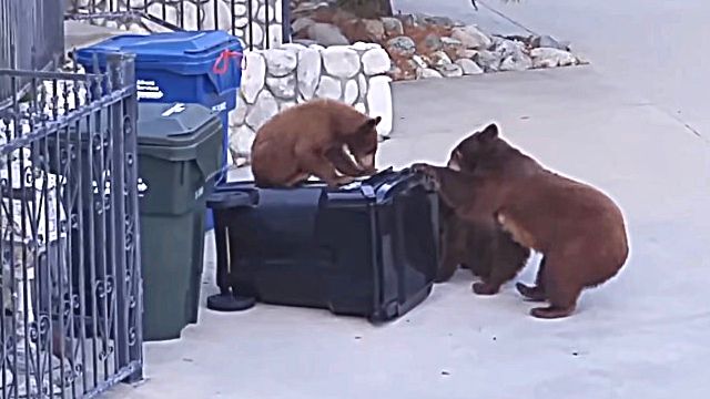 bearcubs1