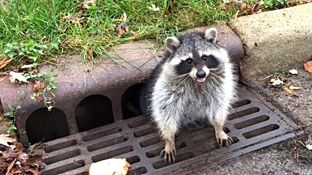 raccoon_ea