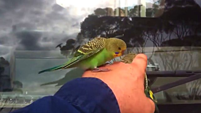 wildbudgies0