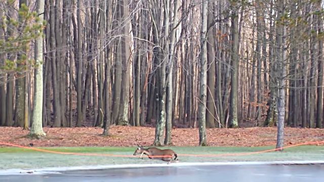 deerrescue4