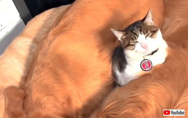 kittenwgoldens5_640