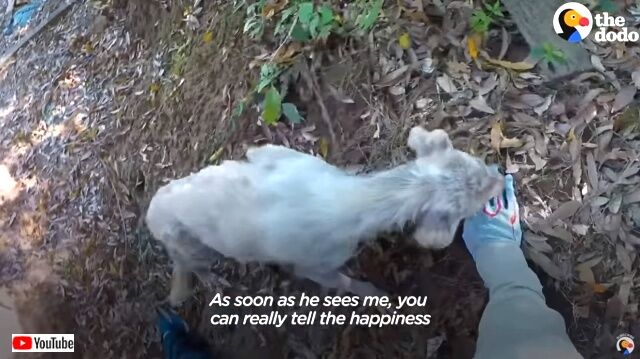 abandoneddog3_640