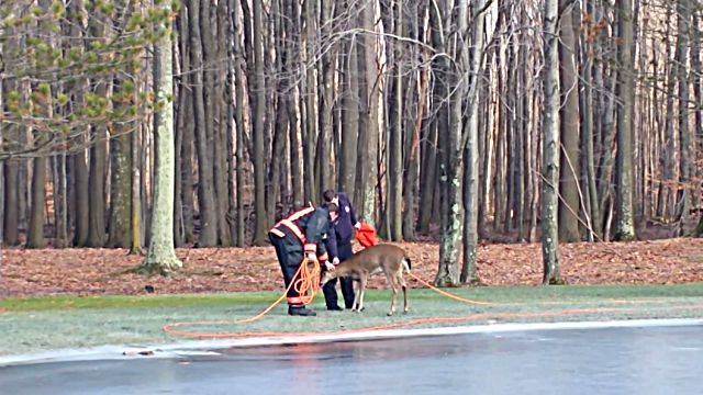 deerrescue0
