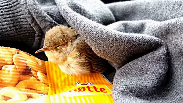 bird0