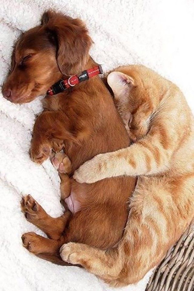 catndogcute6_e