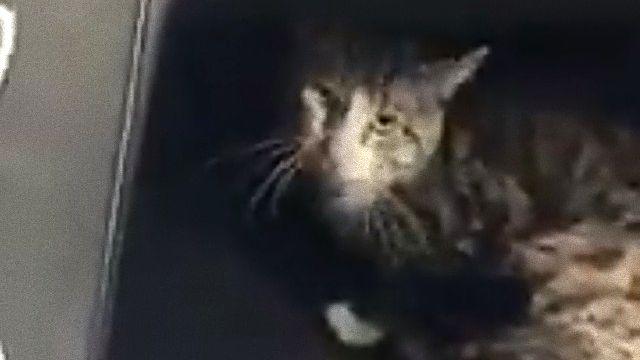 driverncat4_e