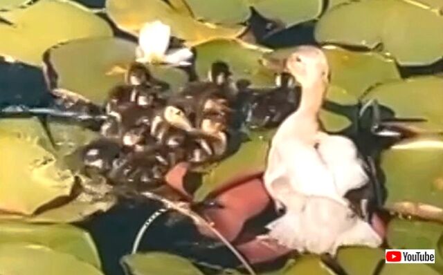 duck4_640
