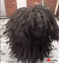 puli
