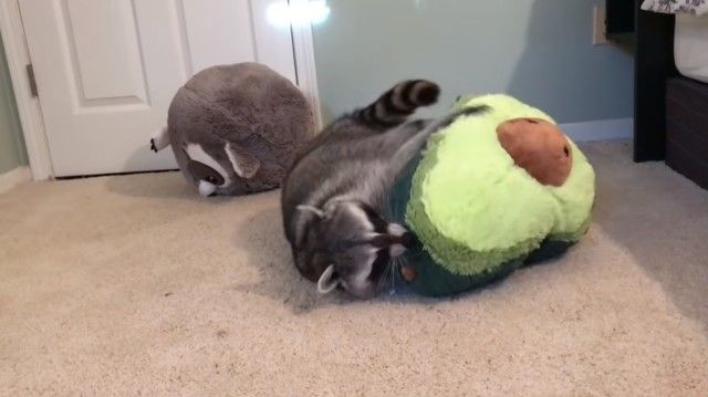 raccoonpillow7_e