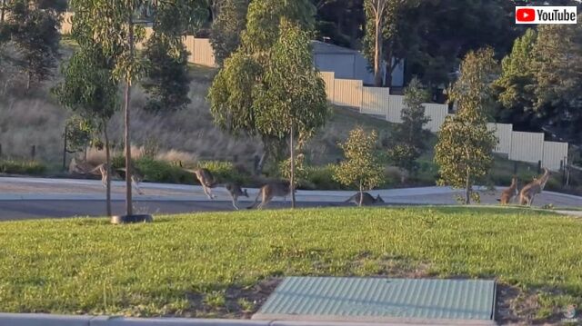 20220402_002950_batch