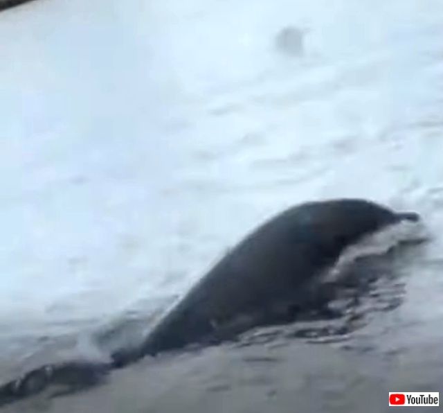dolphinjuggling2_640