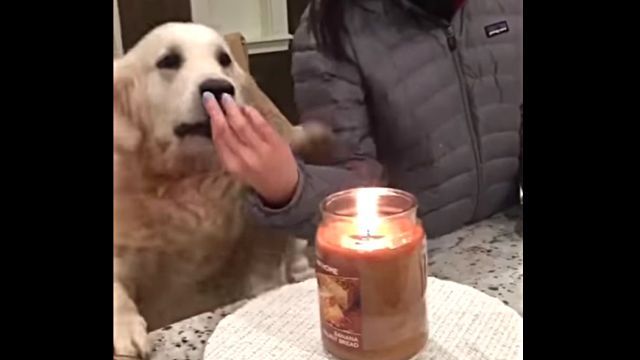 protectivedog5