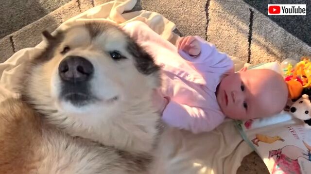 dogswbaby2_640