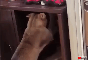 gif (1)