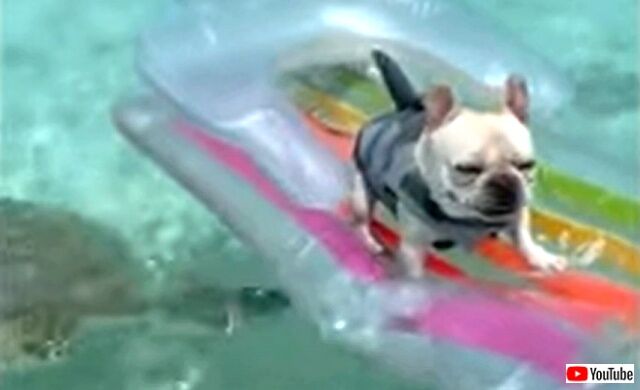 seaturtlendoggo2_640