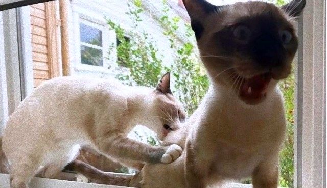 catcat0_e